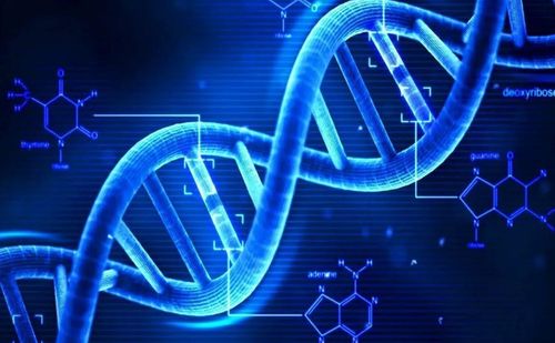 燈塔水母理論上可永生,人類的壽命又受到什么因素的限制